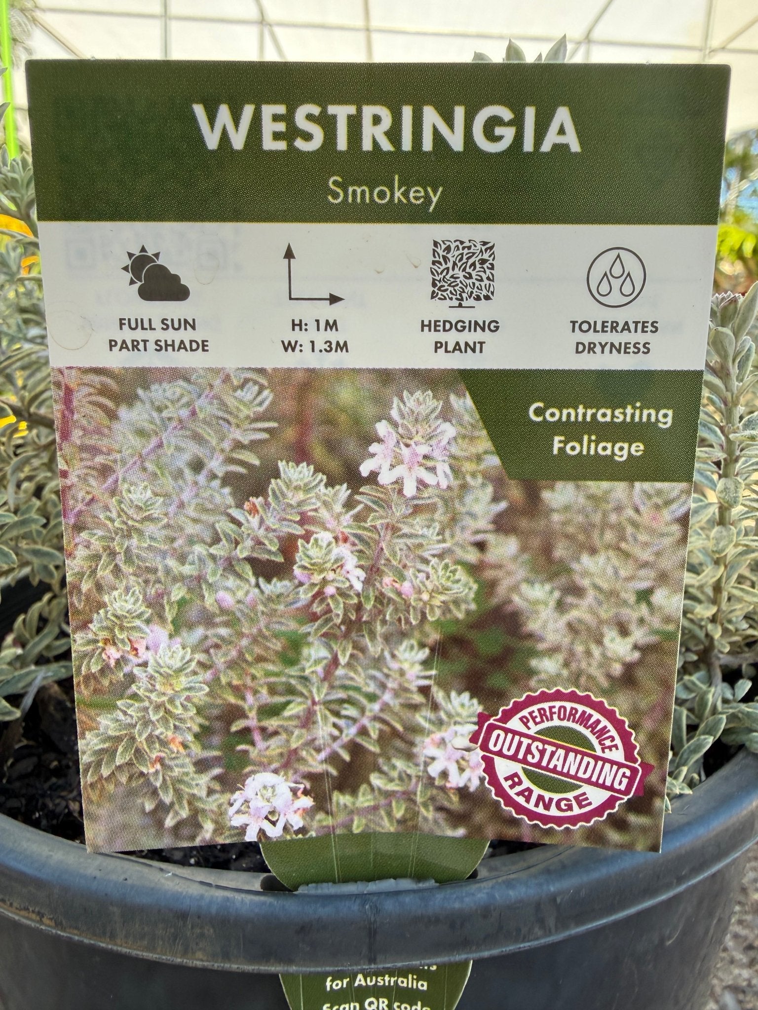Coastal Rosemary 'Smokey' (Westringia fruticosa) - Large - Ladybird Nursery