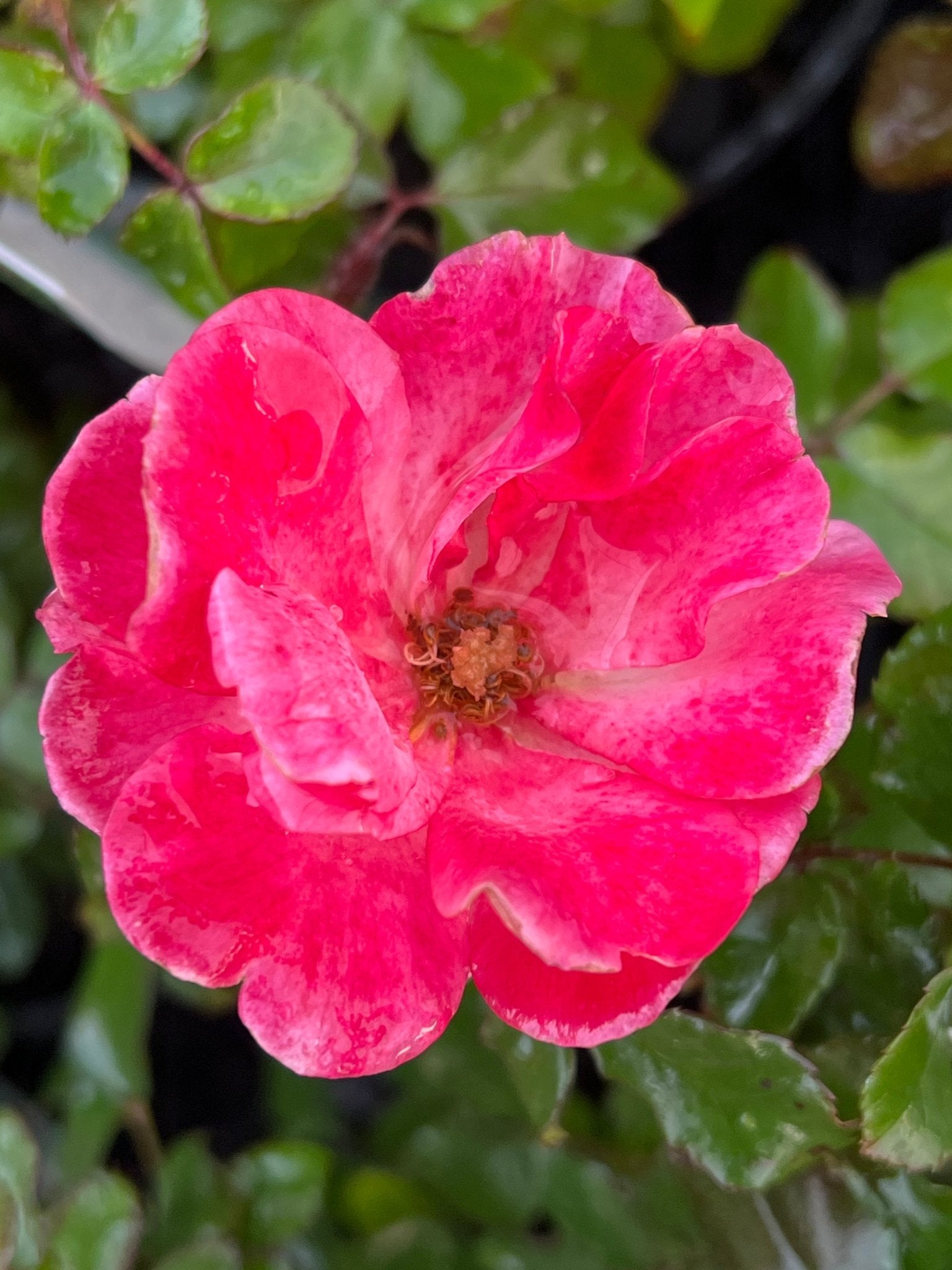Rose 'DRIFT® Peach' - Ladybird Nursery