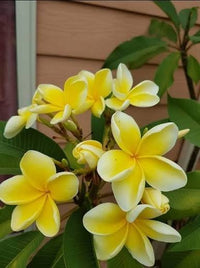 Frangipani ‘Bowen Yellow’ (Plumeria rubra) - Ladybird Nursery