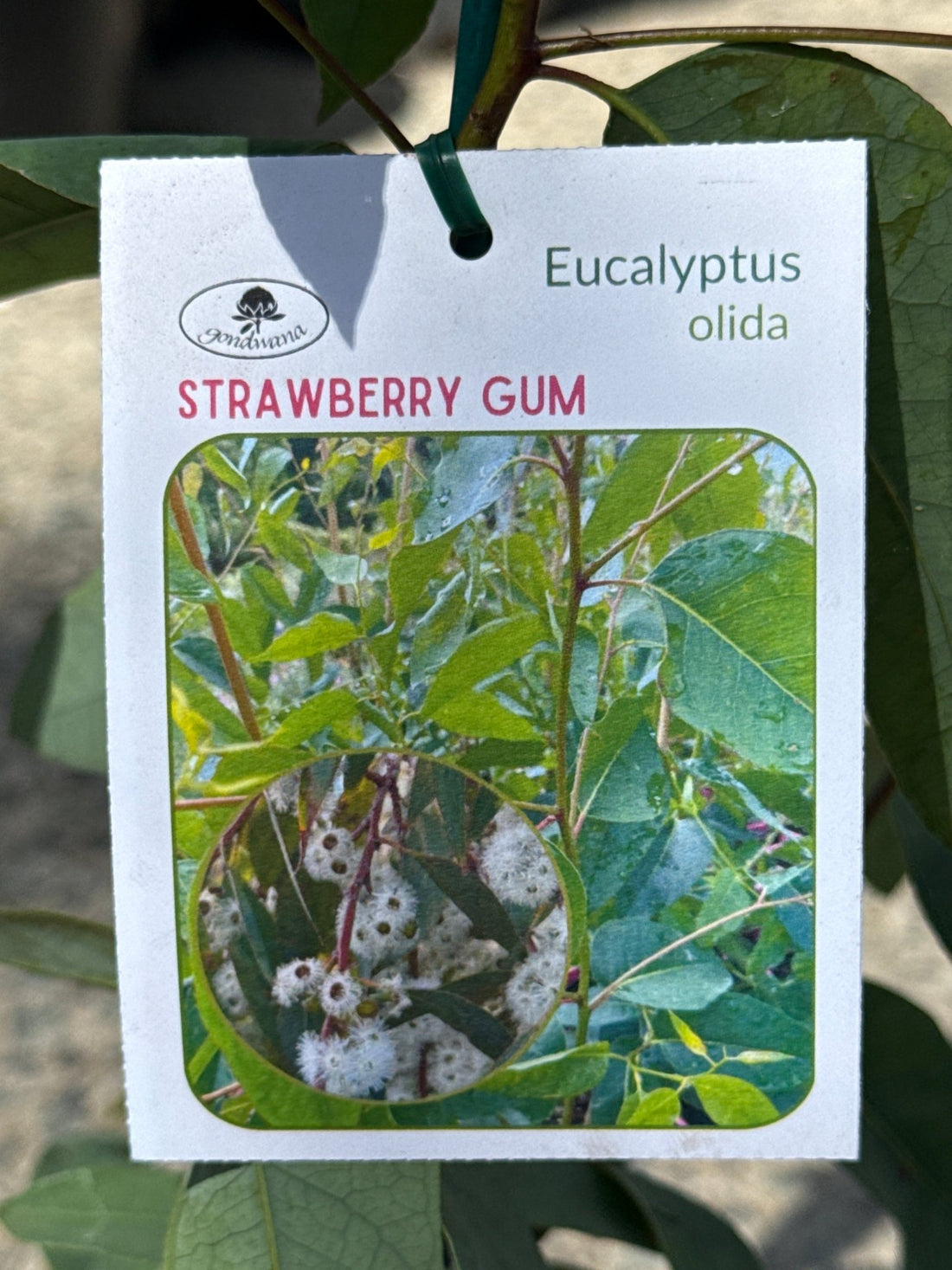 Strawberry Gum (Eucalyptus olida) - Ladybird Nursery