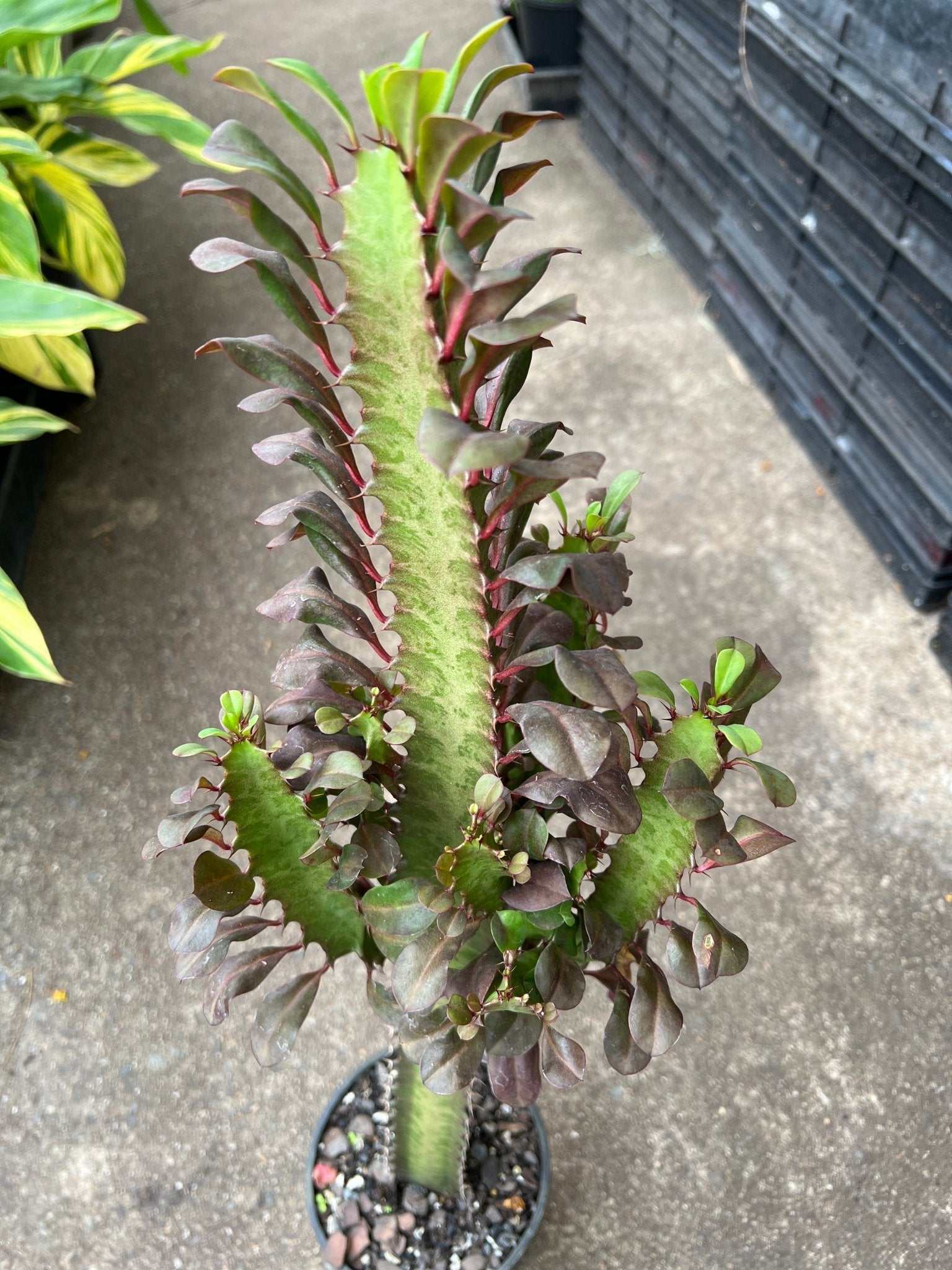 African Milk Tree ‘Red’ (Euphorbia trigona) - Ladybird Nursery