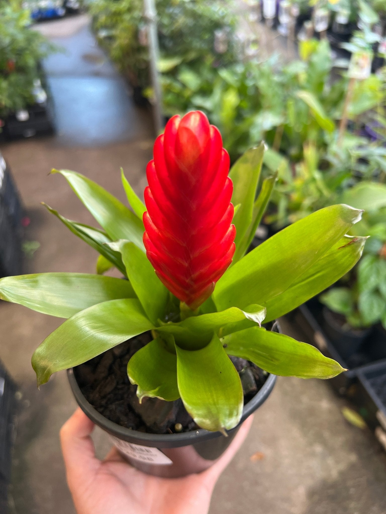 Bromeliad Red (Vriesea) - Ladybird Nursery