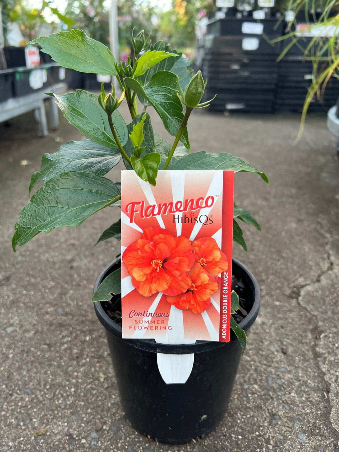 Hibiscus 'Adonicus Double Orange' (Hibiscus rosa-sinensis) - Ladybird Nursery