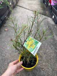 Isopogon ‘Sunshine’ - Ladybird Nursery