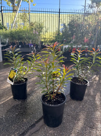 Golden Penda 'Little Goldie' (Xanthostemon chrysanthus) - Ladybird Nursery