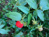 Native Raspberry 'Atherton' (Rubus probus) - Large - Ladybird Nursery