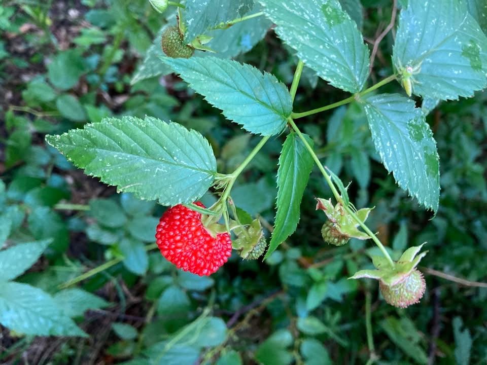 Native Raspberry 'Atherton' (Rubus probus) - Large - Ladybird Nursery
