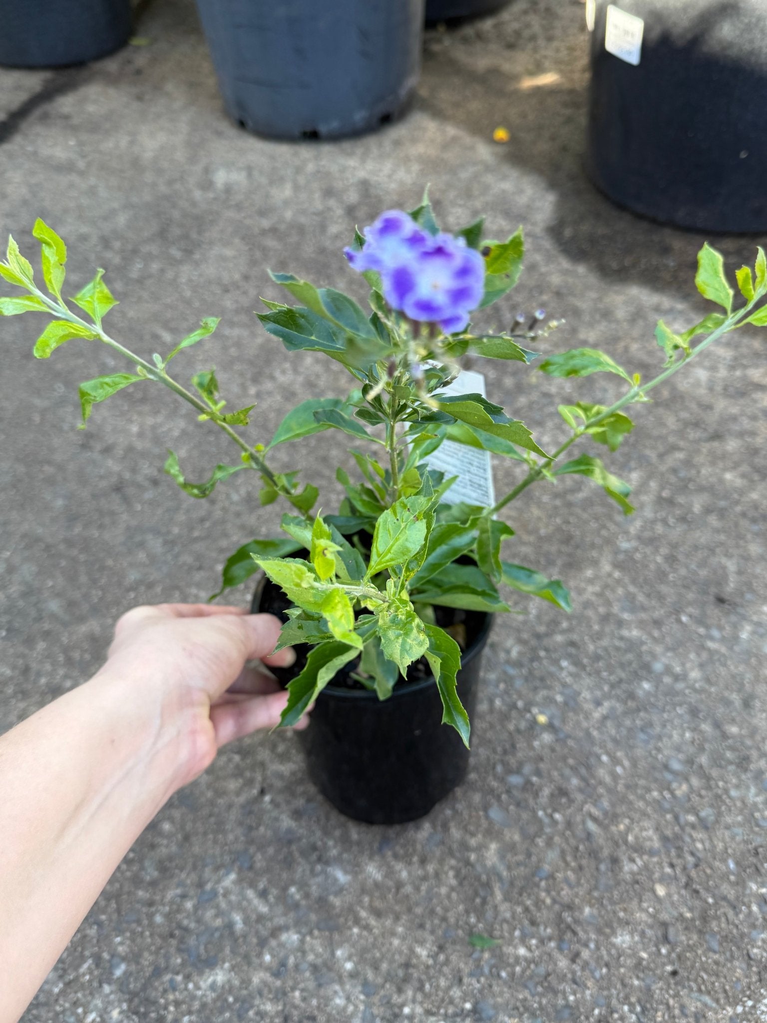 Golden Dewdrop Blue (Duranta erecta) - Ladybird Nursery