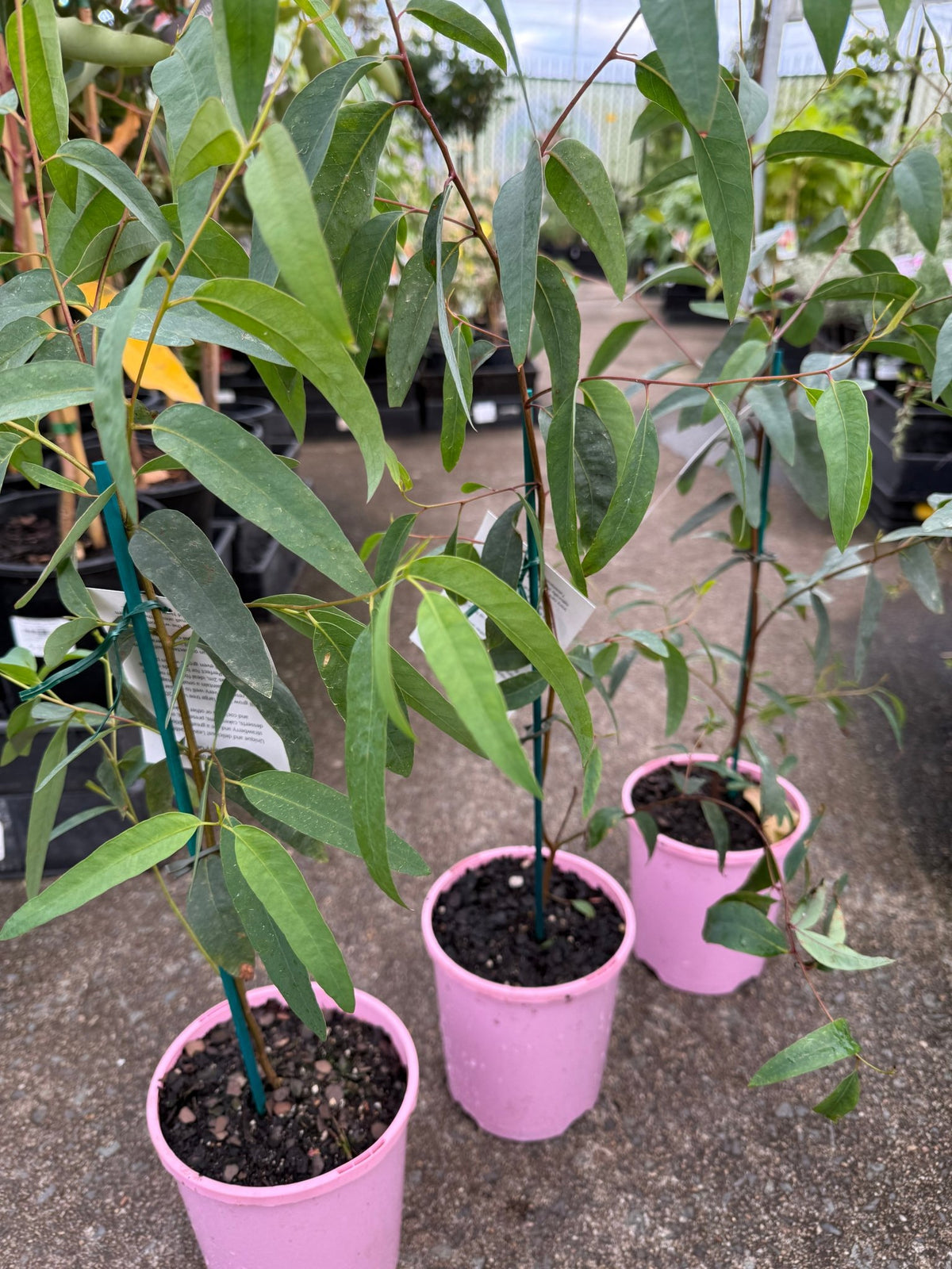 Strawberry Gum (Eucalyptus olida) - Ladybird Nursery