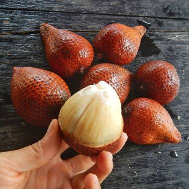 Salak Malay (Salacca glabrescens) - Ladybird Nursery