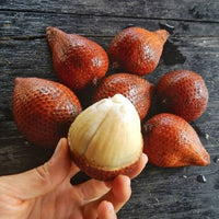 Salak Malay (Salacca glabrescens) - Ladybird Nursery