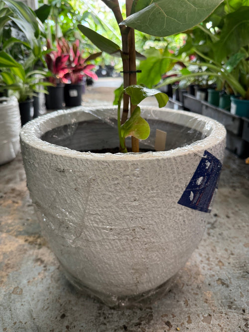 Pot 'Slate Egg White' Size 4 (PICK UP ONLY) - Ladybird Nursery