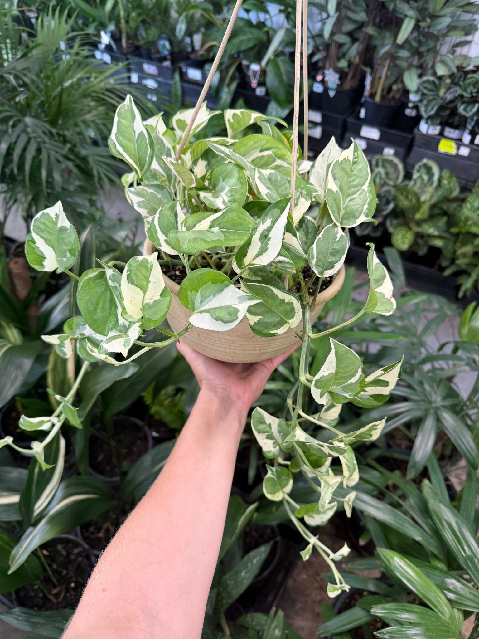 Pothos 'Snow Queen' (Epipremnum aureum) in Hanging Basket - Ladybird Nursery