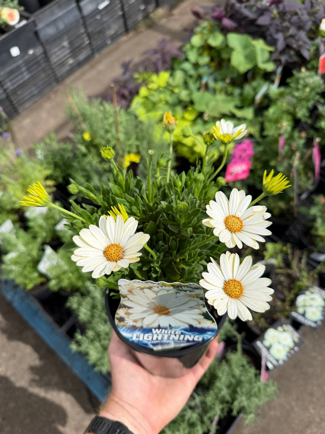 African Daisy 'White Lighting' (Osteospermum) - Ladybird Nursery