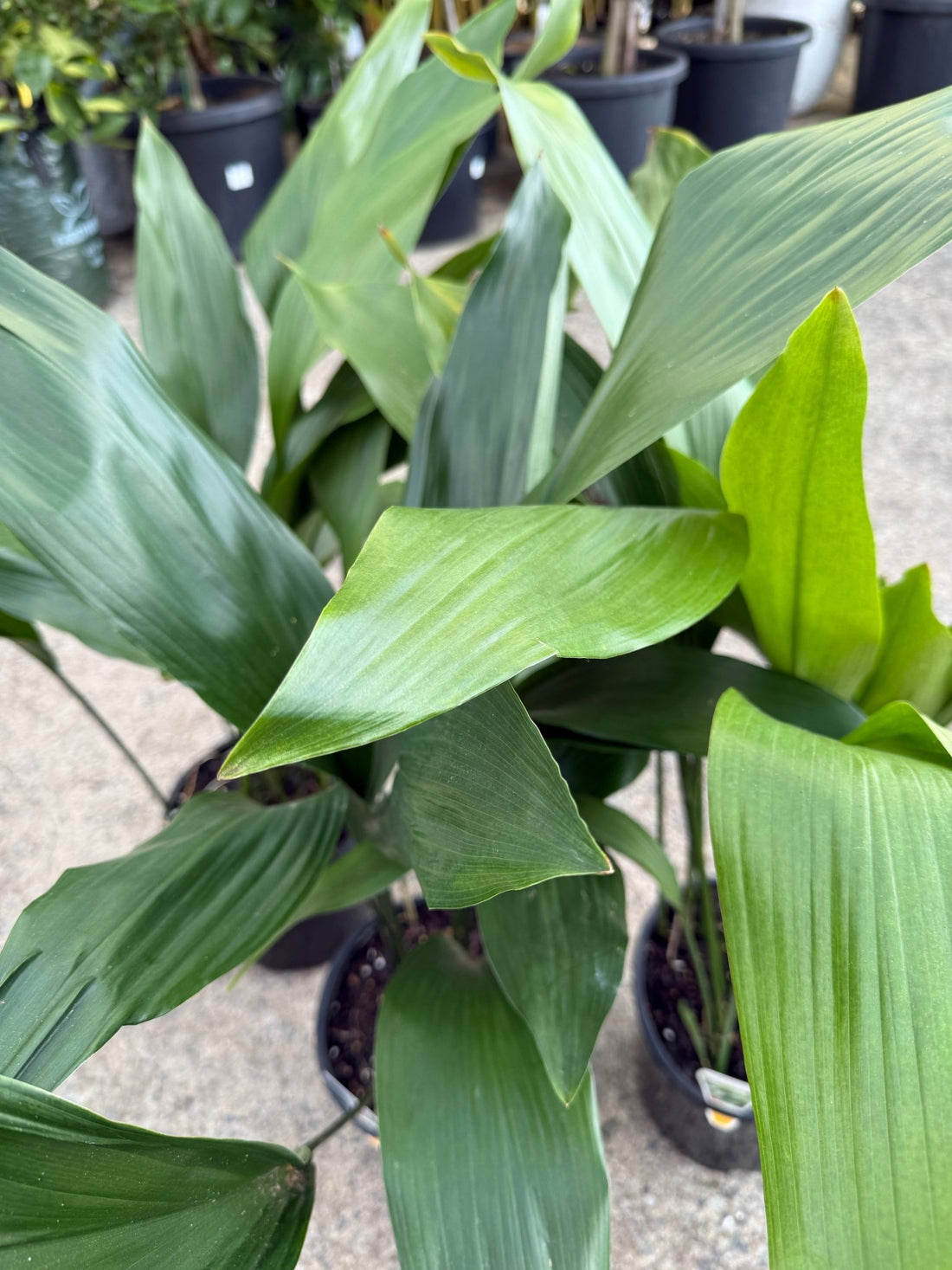 Cast Iron (Aspidistra elatior) - Large - Ladybird Nursery
