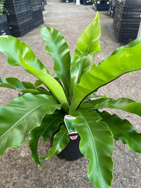 Bird's Nest Fern (Asplenium australasicum) - Large - Ladybird Nursery