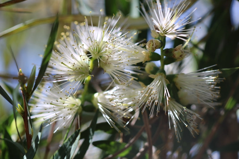 Weeping Bottlebrush Wilderness White (Callistemon viminalis)