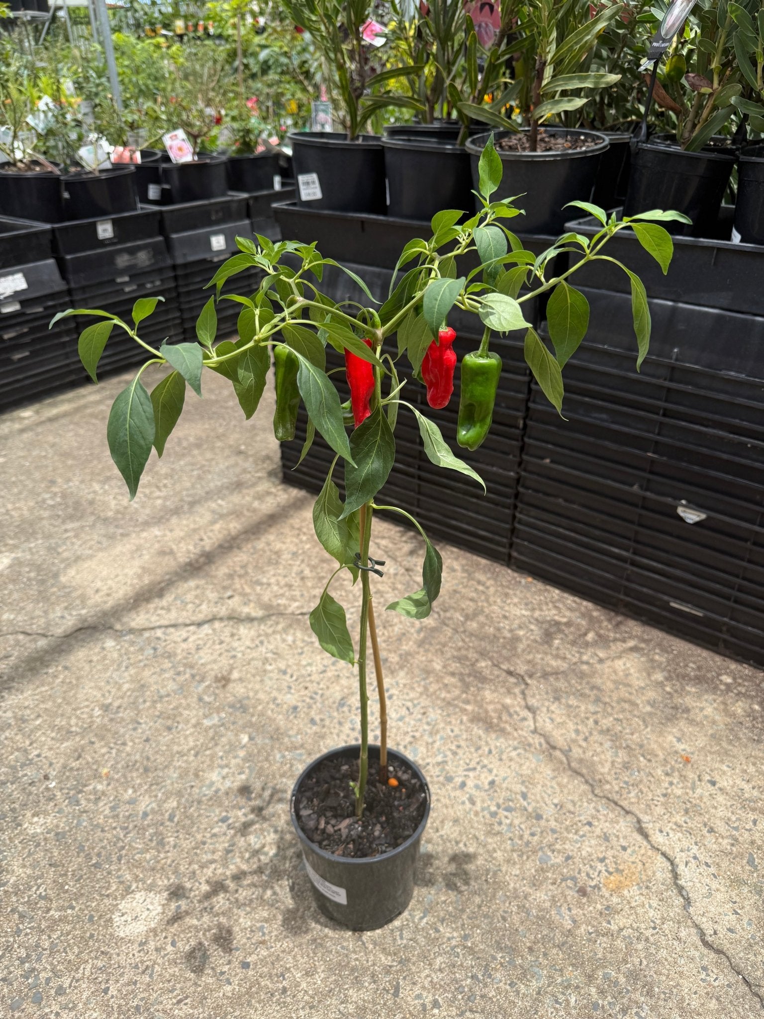 Chilli 'Australian Broome' - Ladybird Nursery