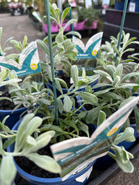 Emu Bush ‘Blue Horizon™’ (Eremophila glabra) groundcover - Ladybird Nursery