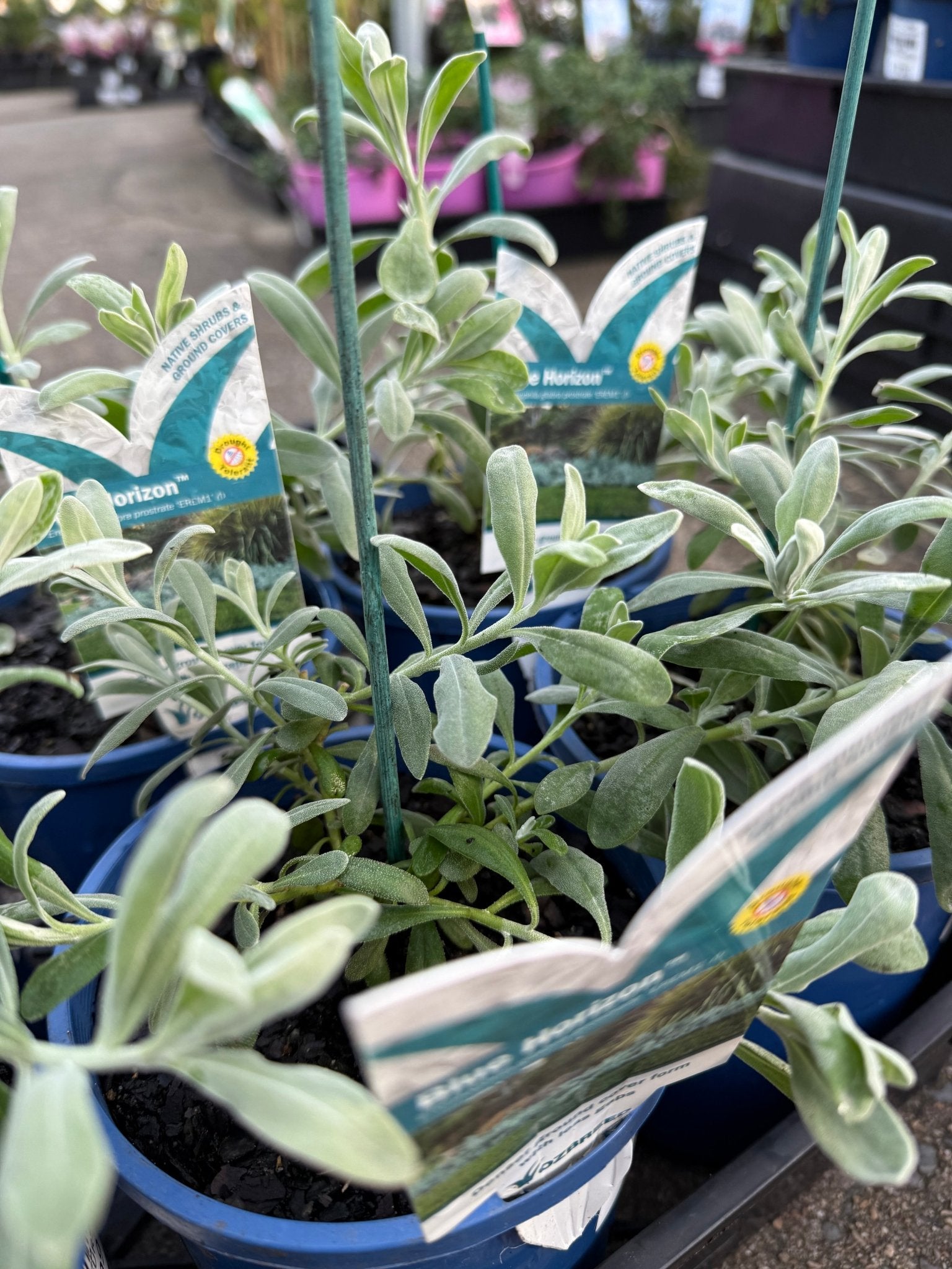 Emu Bush ‘Blue Horizon™’ (Eremophila glabra) groundcover - Ladybird Nursery