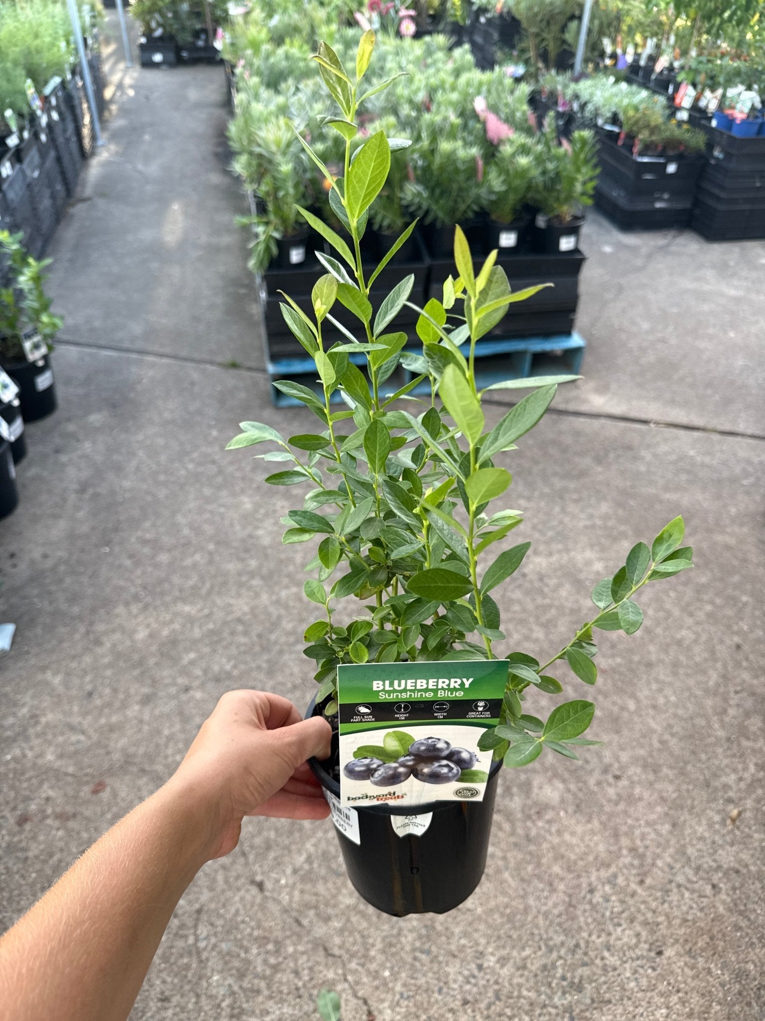Blueberry 'Sunshine Blue' - Ladybird Nursery