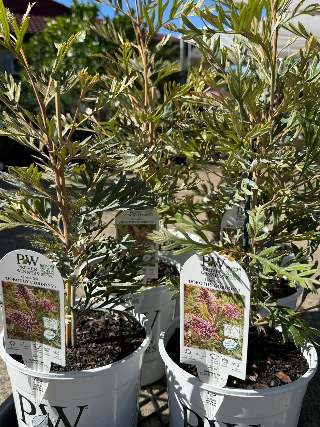 Grevillea 'Dorothy Gordon' - Ladybird Nursery
