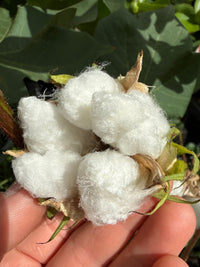 Cotton Plant (Gossypium) - Ladybird Nursery