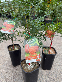 Red Centre Lime Grafted (QLD Only)