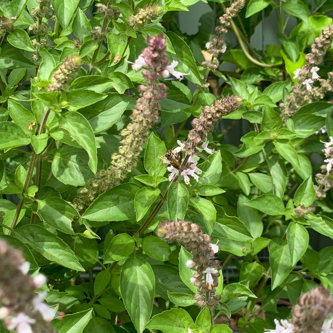 Basil 'Green Perennial’ - Ladybird Nursery