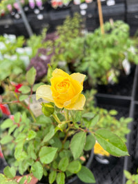 Rose Jewel Miniature Yellow (Rosa) - Ladybird Nursery