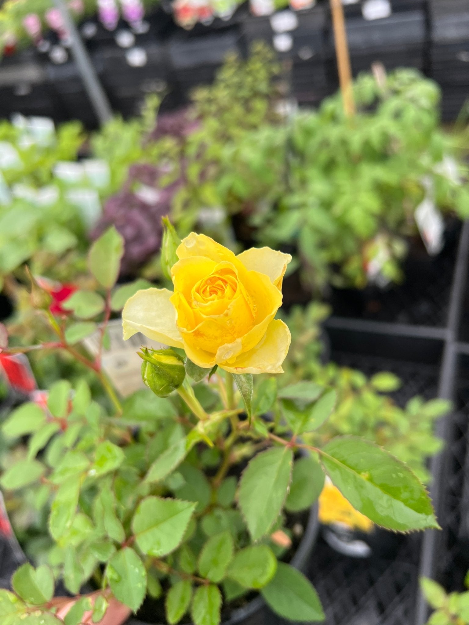 Rose Jewel Miniature Yellow (Rosa) - Ladybird Nursery