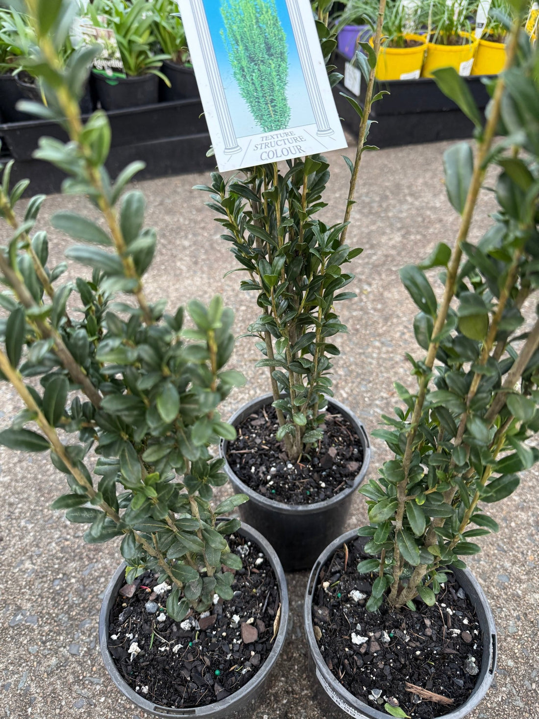 Sky Pencil (Ilex crenata) - Ladybird Nursery