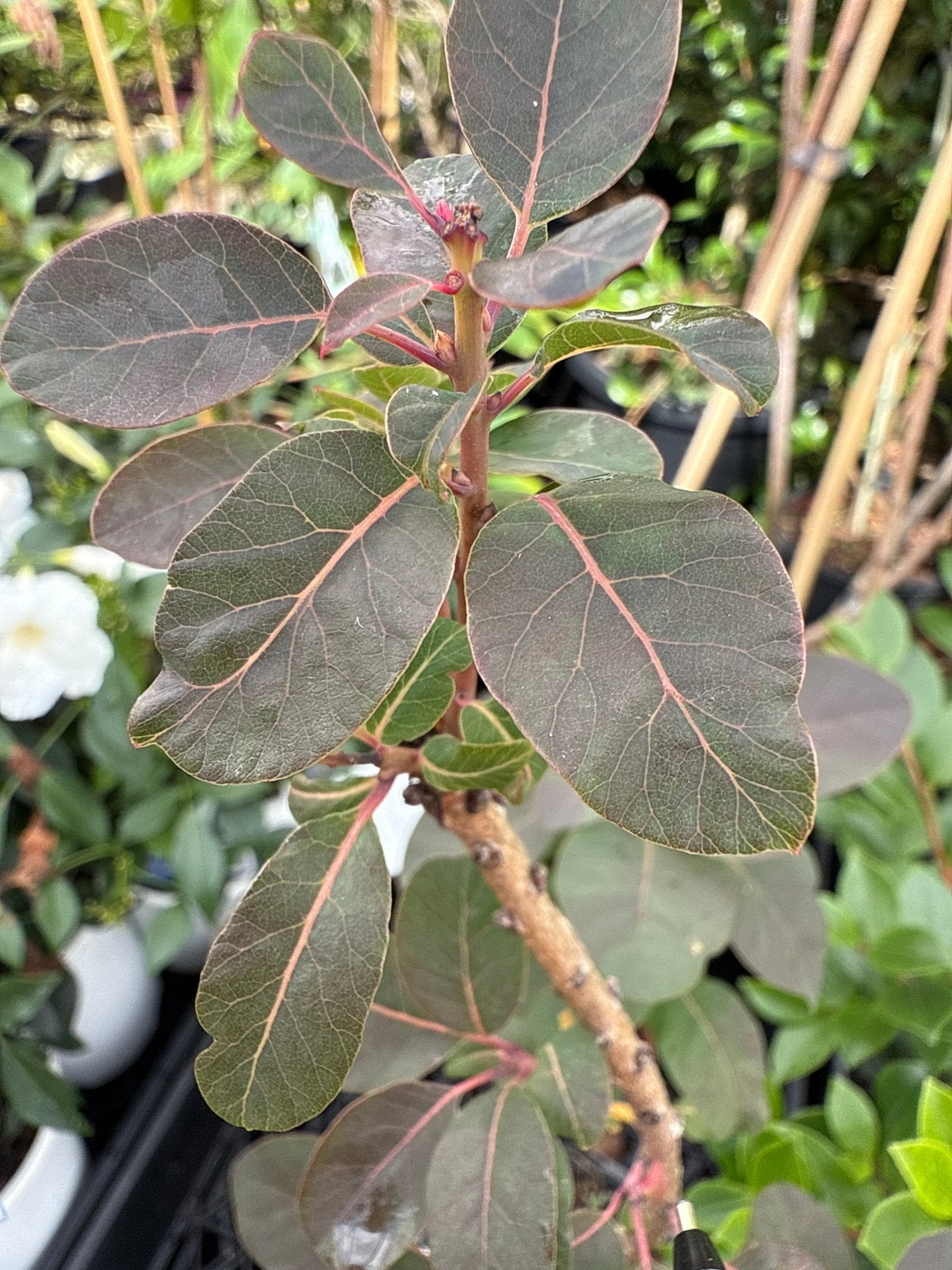 Smokebush 'Royal Purple' 140mm Pot - Ladybird Nursery