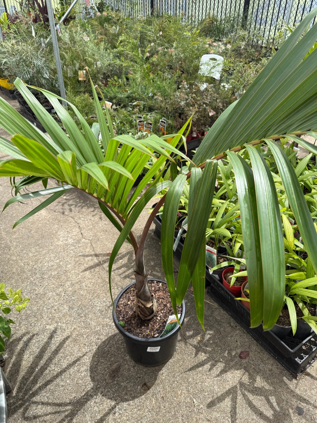 Bottle Palm (Hyophorbe lagenicaulis) (Pickup Only) - Ladybird Nursery