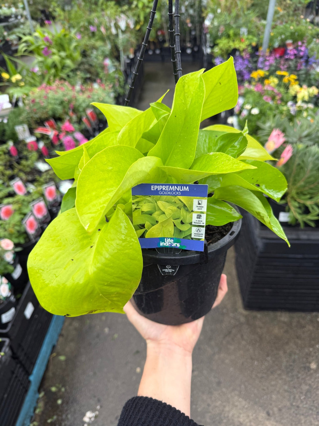 Pothos 'Goldilocks' Hanger (Epipremnum aureum) - Ladybird Nursery