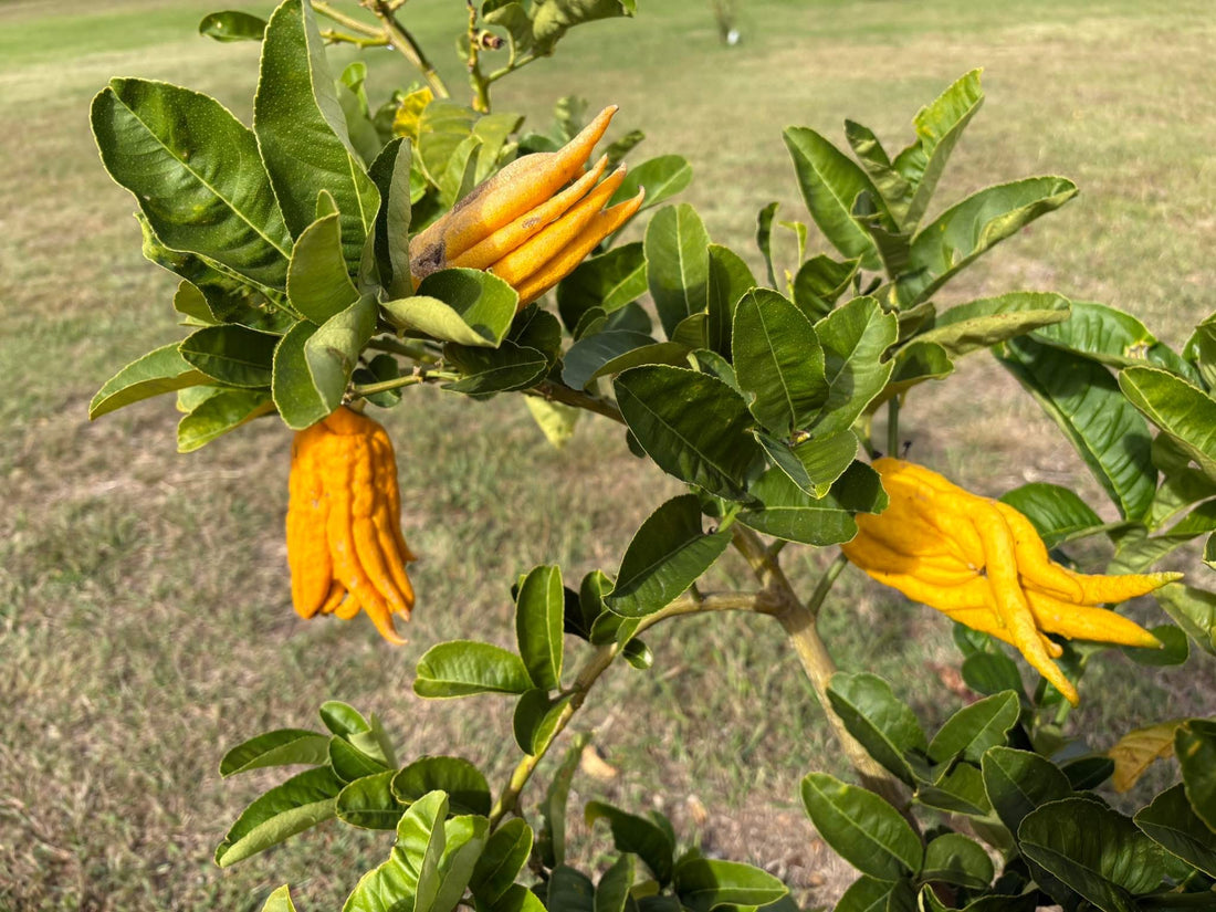 Citron Buddhas Hand (QLD Only) - Ladybird Nursery