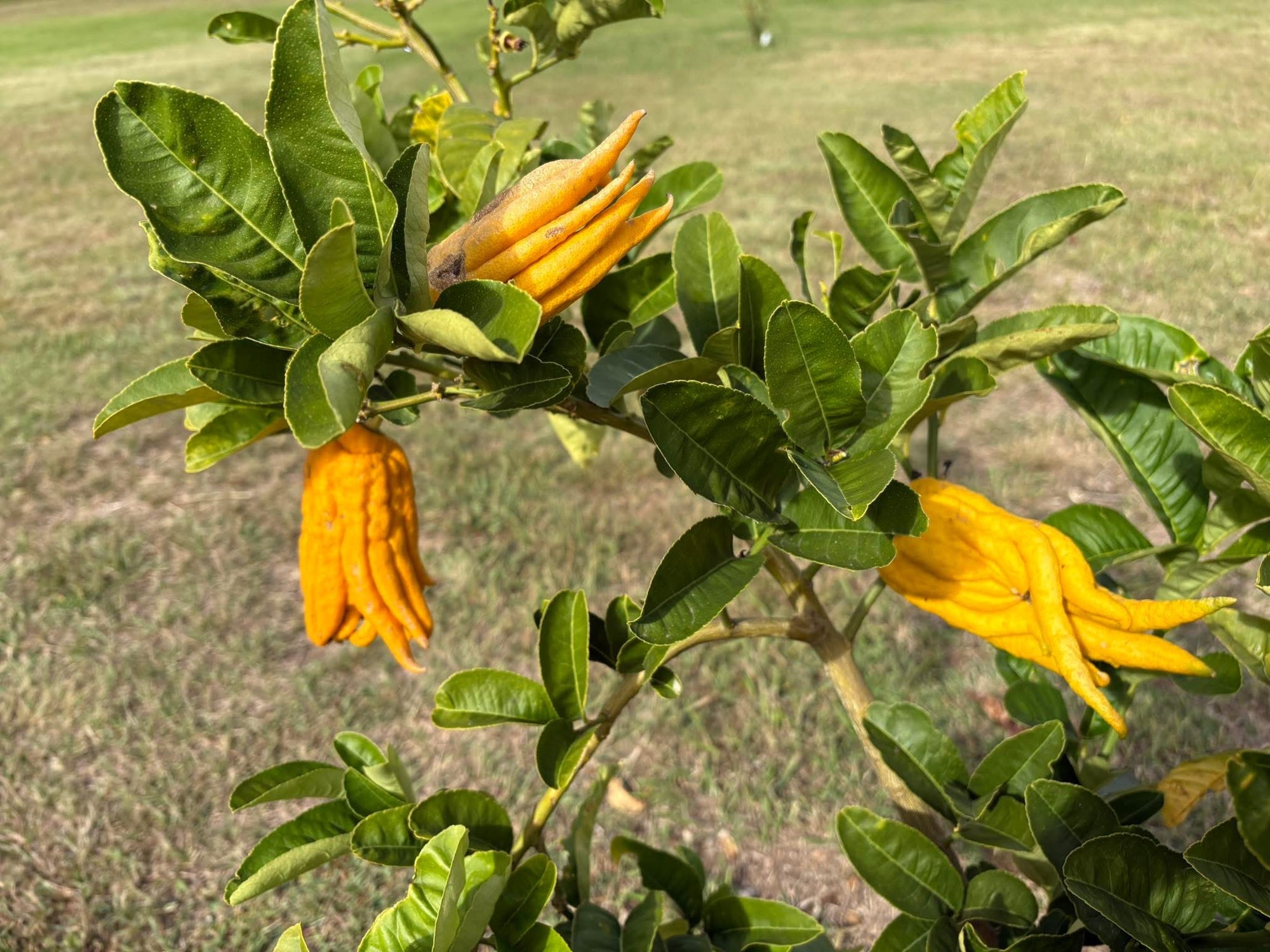 Citron Buddhas Hand (QLD Only) - Ladybird Nursery