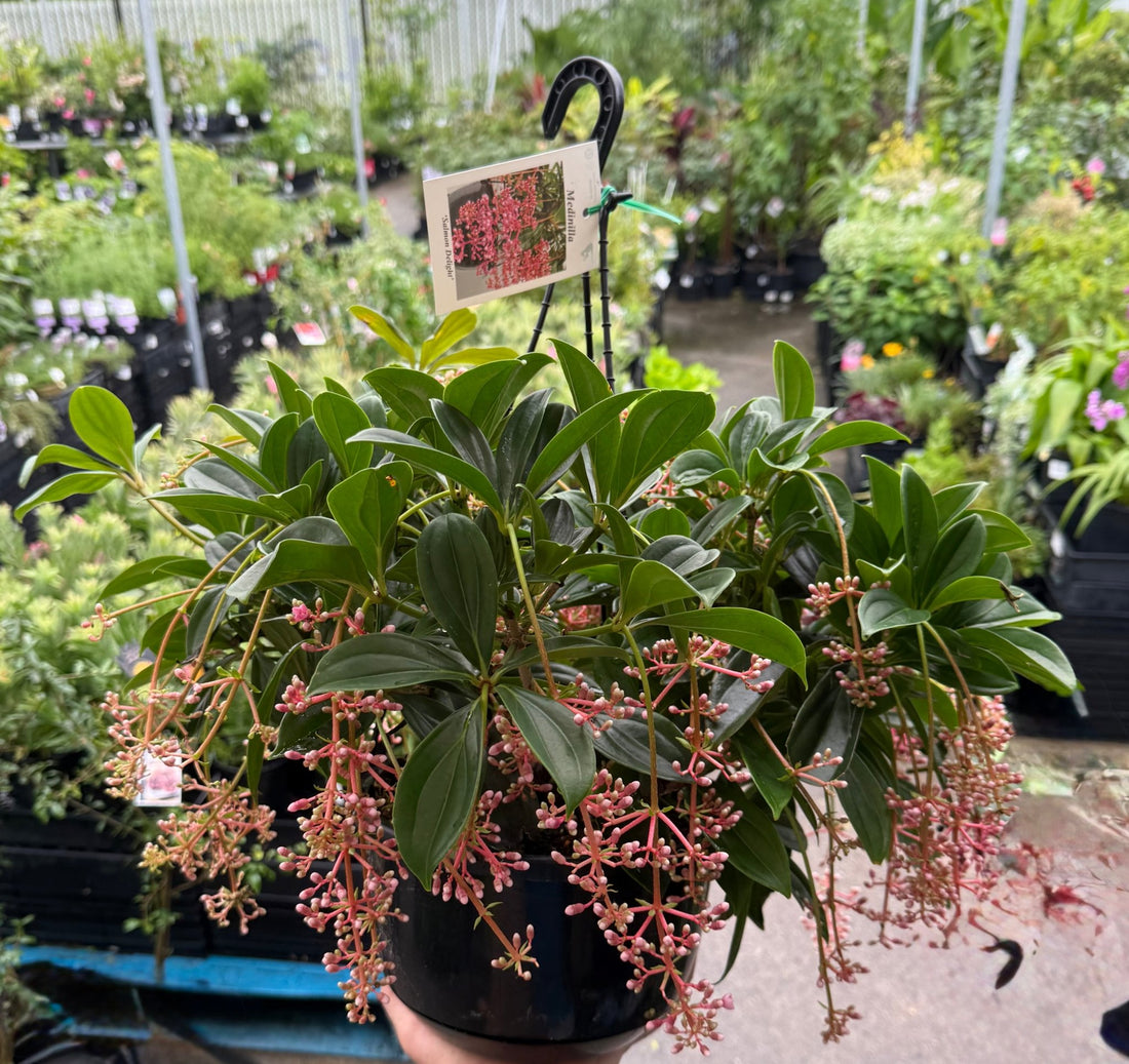 Medinilla ‘Salmon Delight’ (Medinilla magnifica) Hanging Basket - Ladybird Nursery
