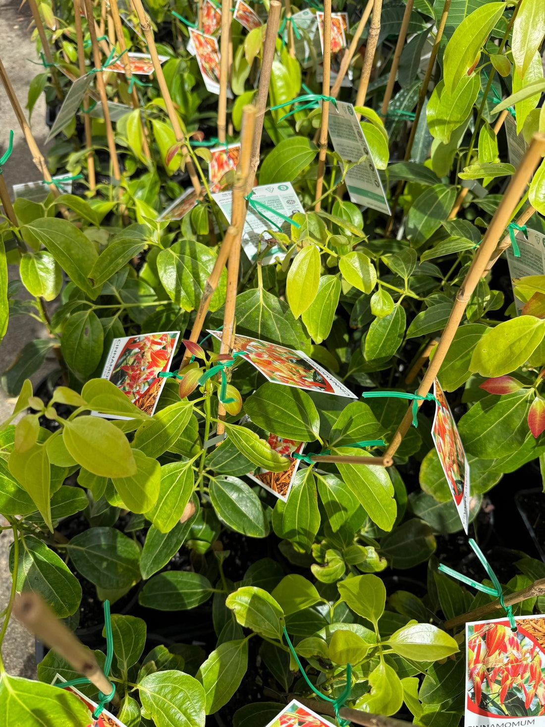 Cinnamon Tree (Cinnamomum zealanicum) - Ladybird Nursery