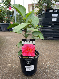 Hibiscus 'Fantasy Hot Pink' (Hibiscus rosa-sinensis) - Ladybird Nursery