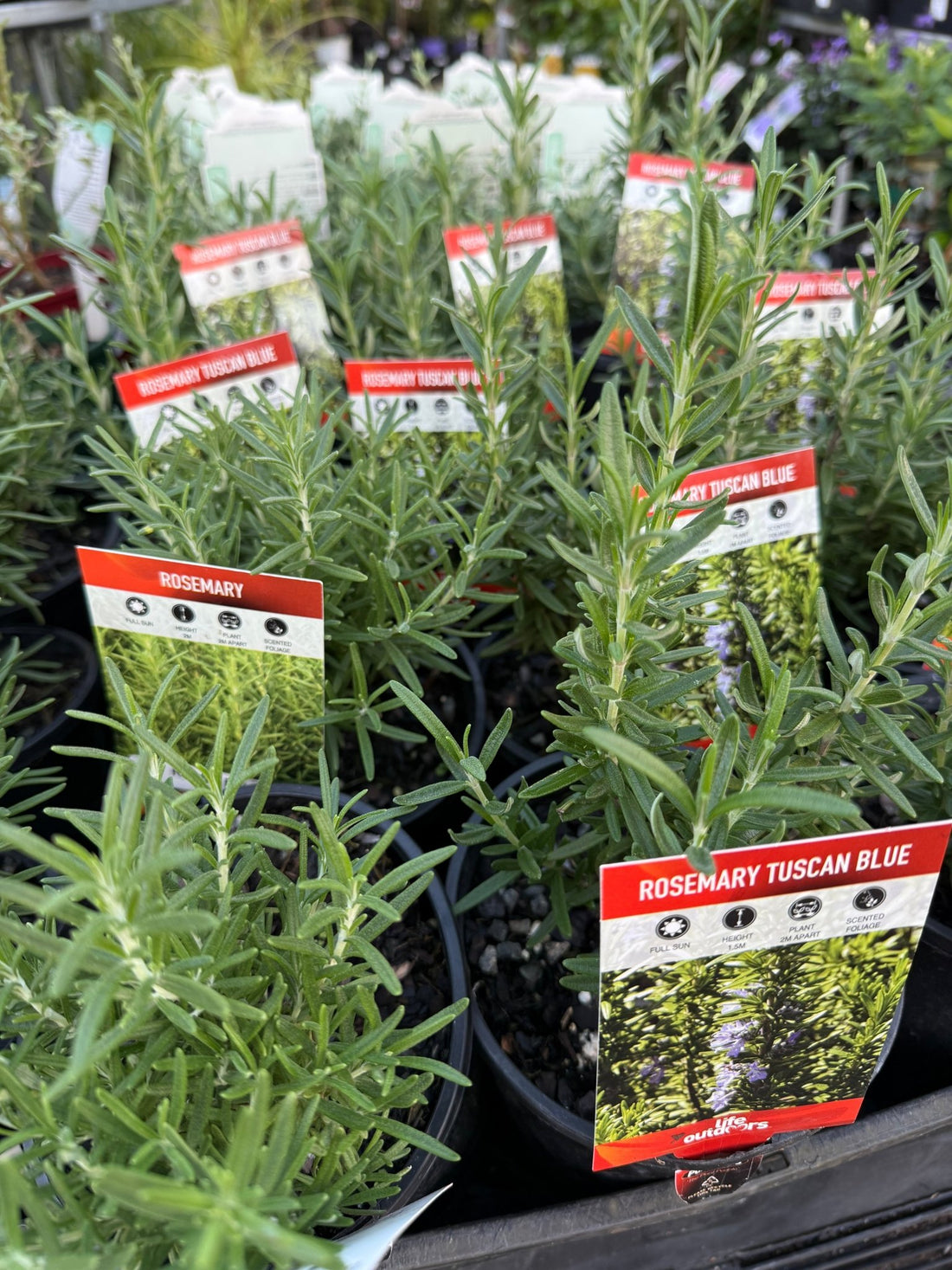 Rosemary 'Tuscan Blue' - Ladybird Nursery