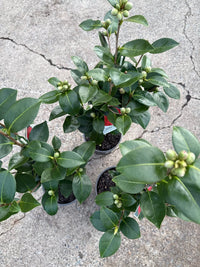 Camellia Little Red Riding Hood (Camellia japonica) - Ladybird Nursery