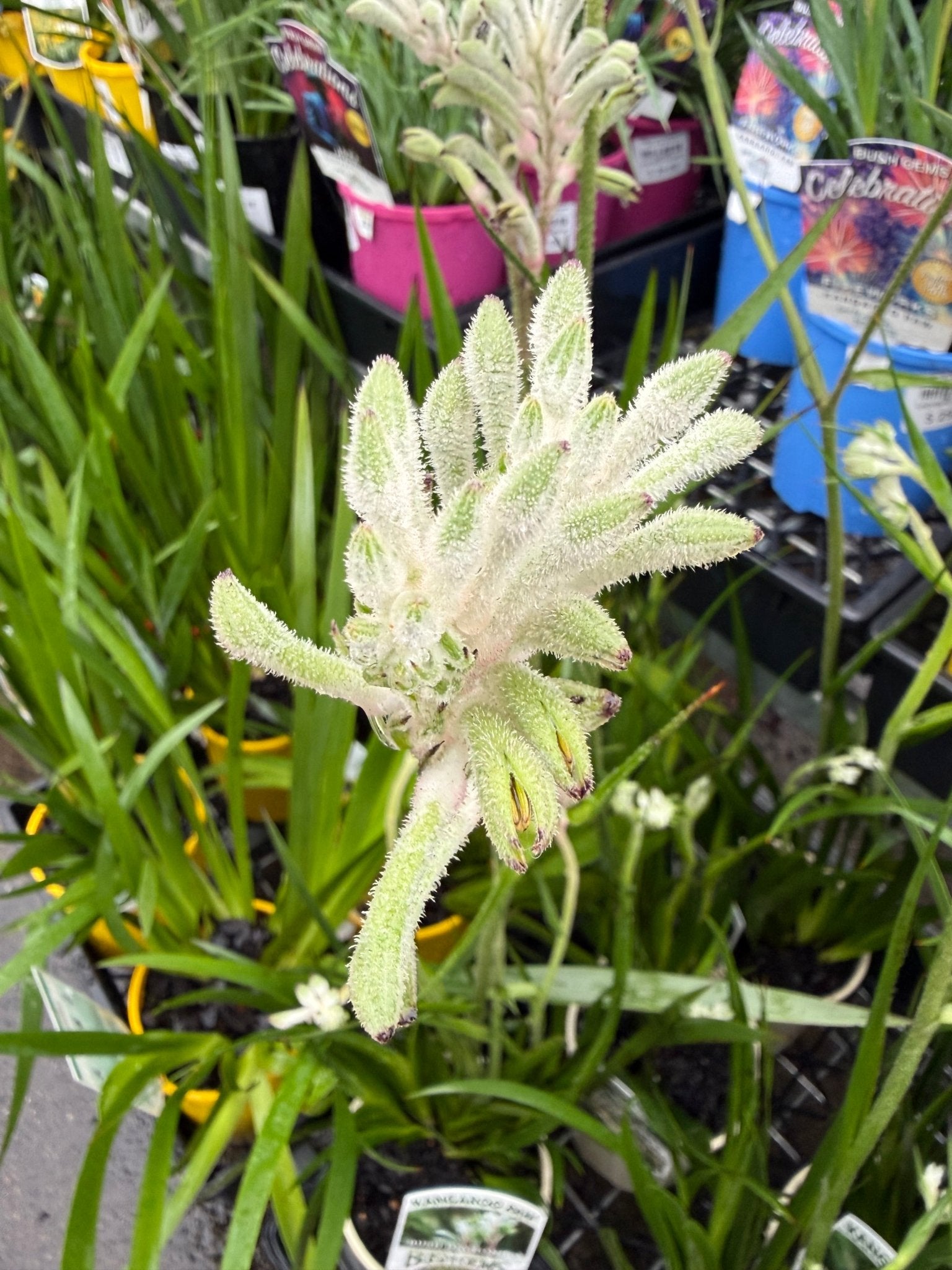 Kangaroo Paw 'Bush Diamond' (Anigozanthos) - Ladybird Nursery