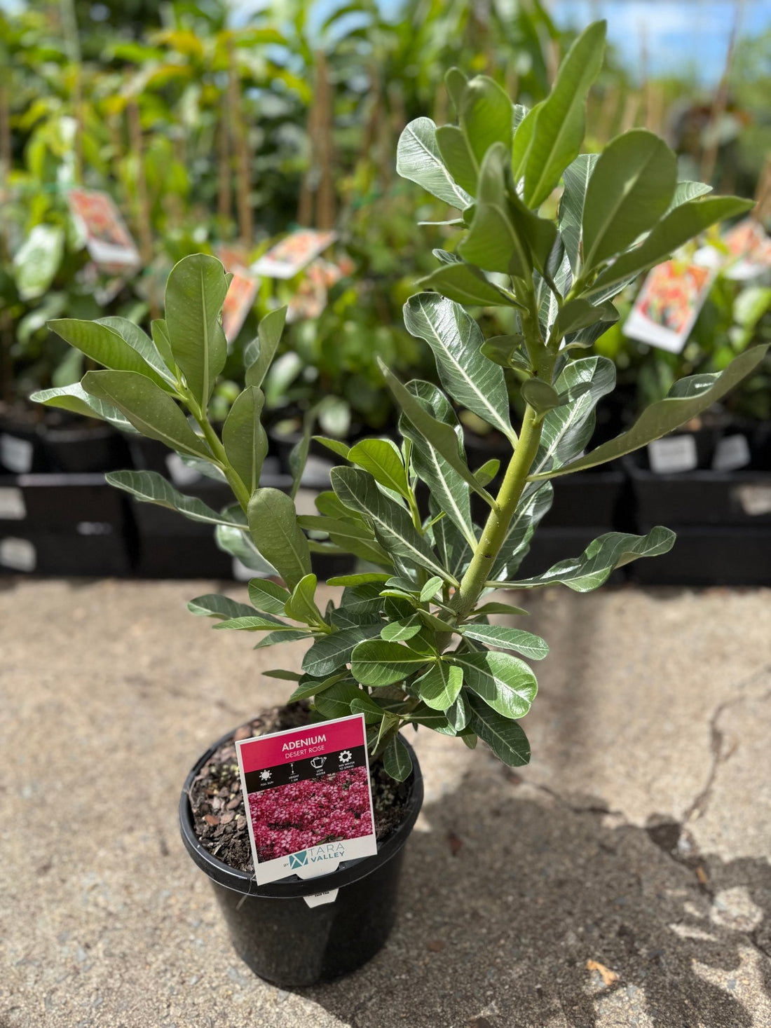 Desert Rose (Adenium obesum) - Ladybird Nursery
