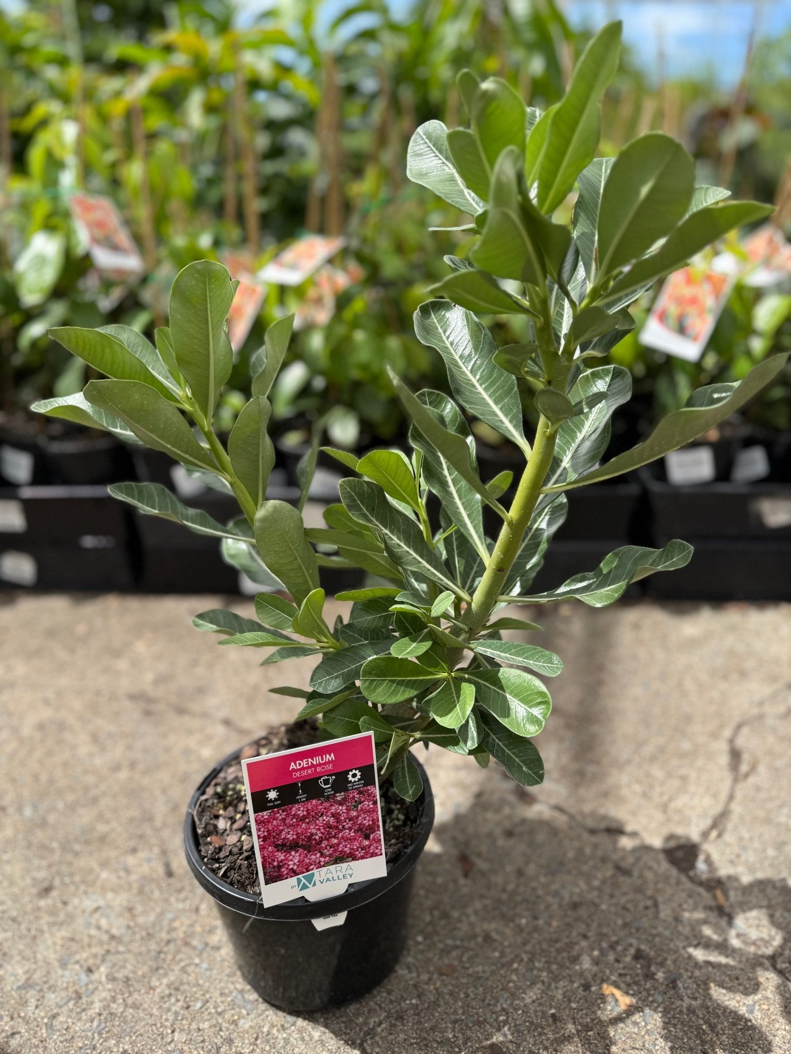 Desert Rose (Adenium obesum) - Ladybird Nursery