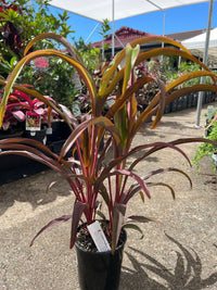 Cordyline 'Rooster Tail' (Cordyline fruticosa) - Ladybird Nursery