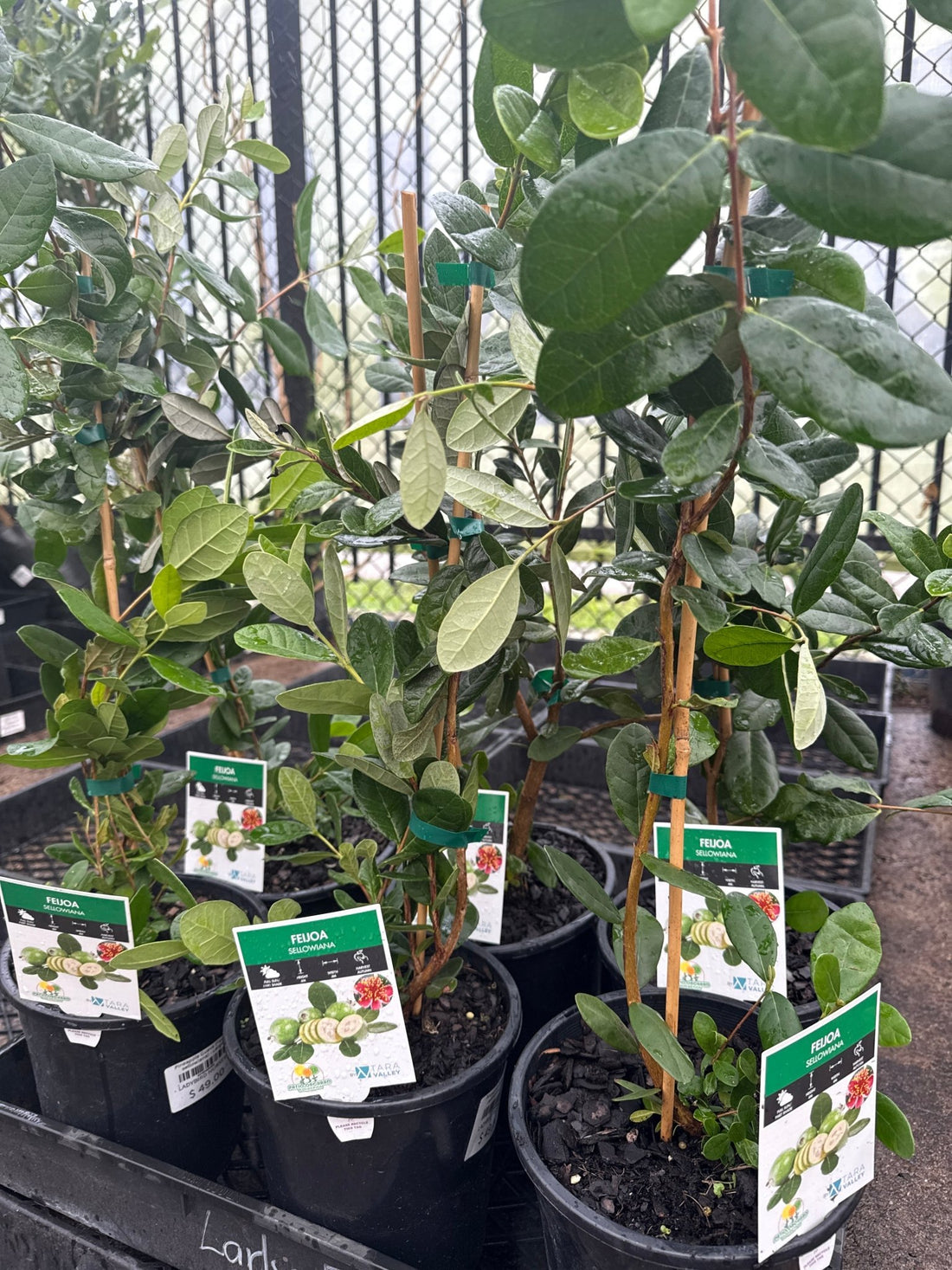Pineapple Guava (Feijoa sellowiana) - Large - Ladybird Nursery