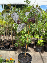 Chilli 'Purple Carolina Reaper' - Ladybird Nursery