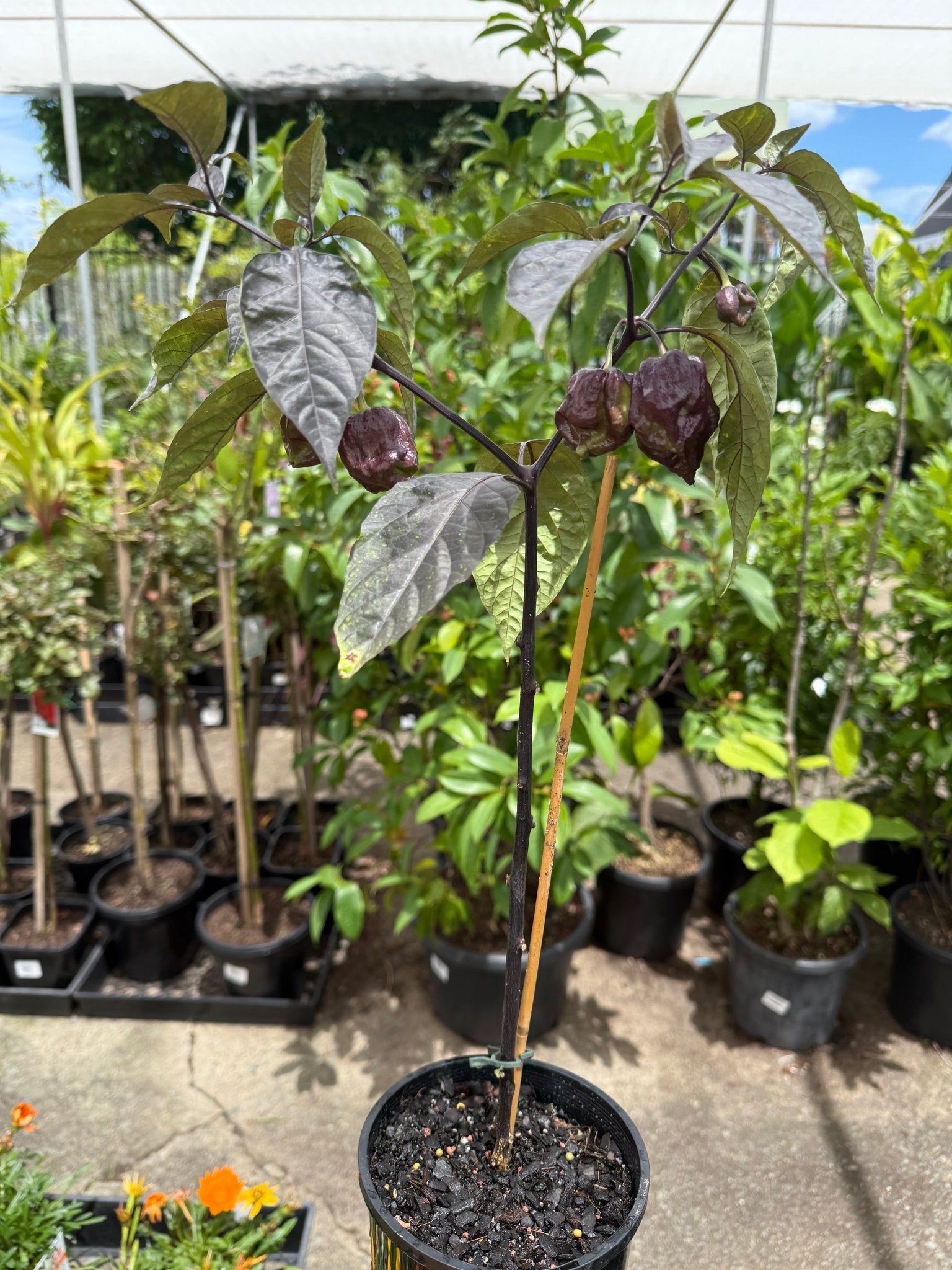 Chilli 'Purple Carolina Reaper' - Ladybird Nursery