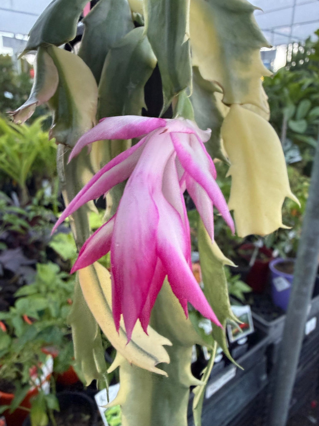 Variegated Zygocactus (Schlumbergera truncata) - Ladybird Nursery
